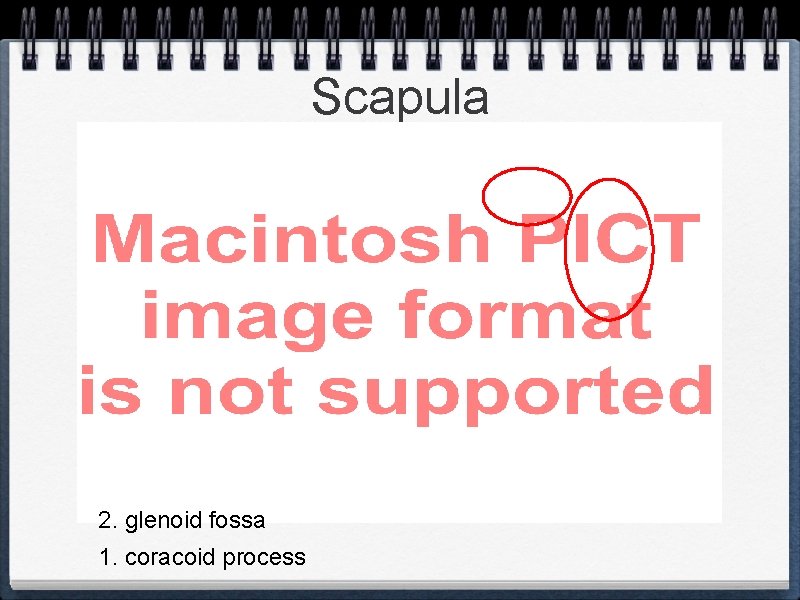 Scapula 2. glenoid fossa 1. coracoid process 