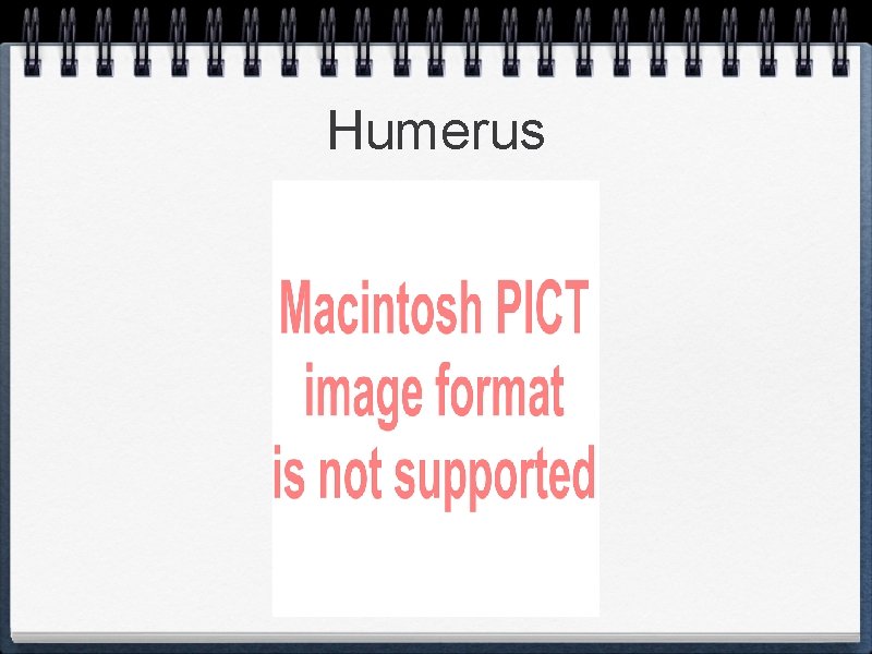 Humerus 