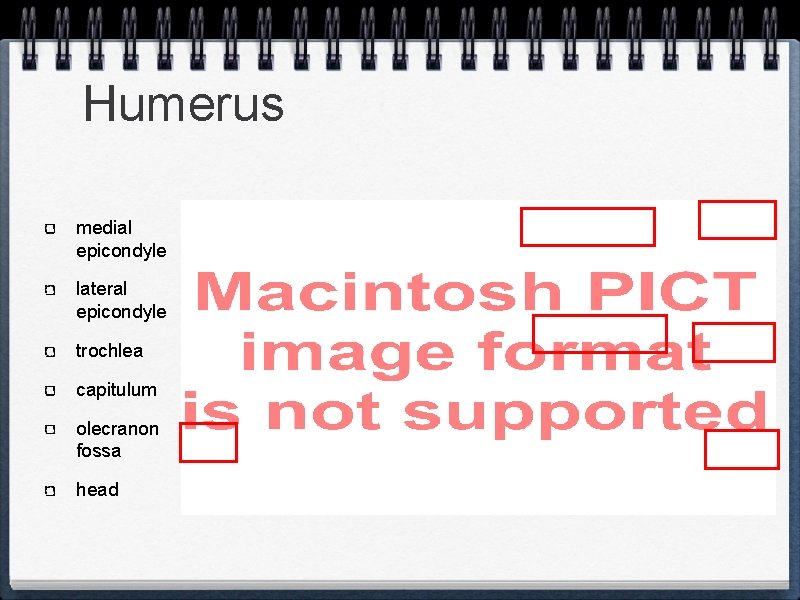 Humerus medial epicondyle lateral epicondyle trochlea capitulum olecranon fossa head 