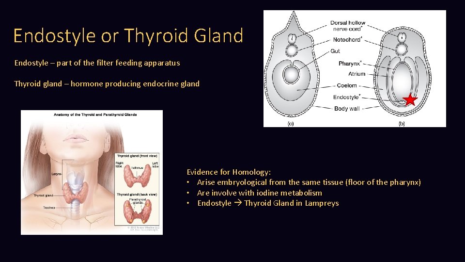 Endostyle or Thyroid Gland Endostyle – part of the filter feeding apparatus Thyroid gland