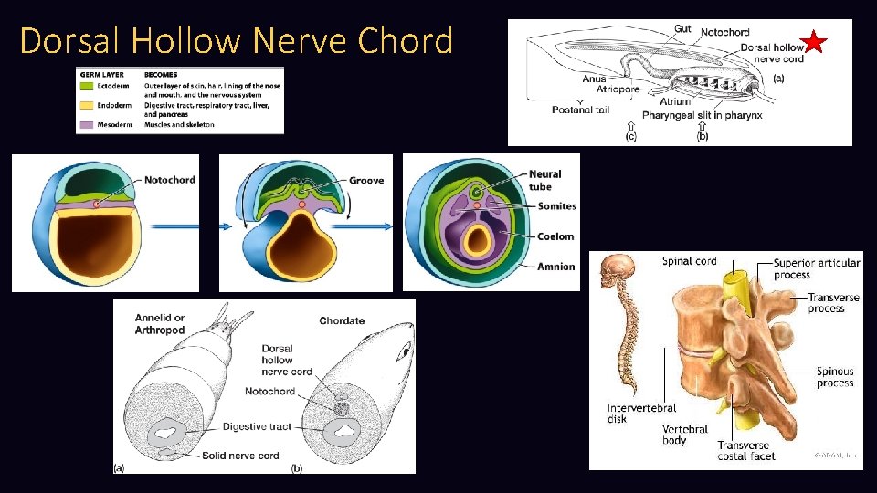 Dorsal Hollow Nerve Chord 