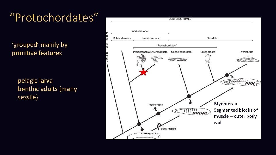 “Protochordates” ‘grouped’ mainly by primitive features pelagic larva benthic adults (many sessile) Myomeres Segmented