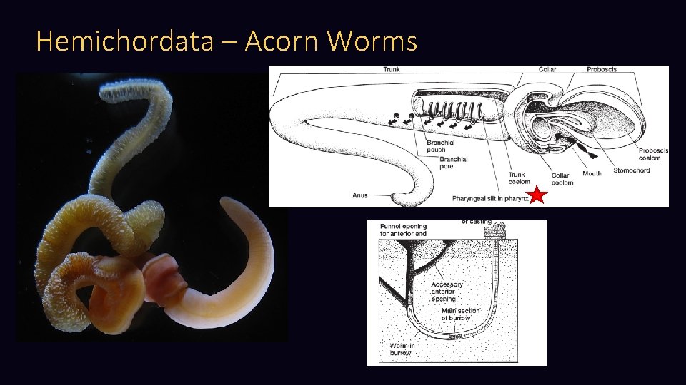 Hemichordata – Acorn Worms 