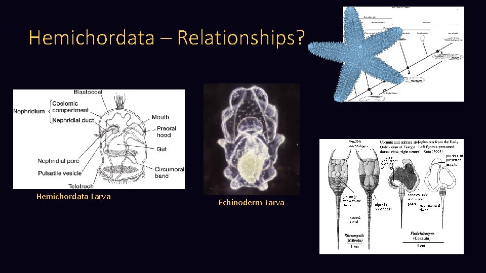Hemichordata – Relationships? Hemichordata Larva Echinoderm Larva 