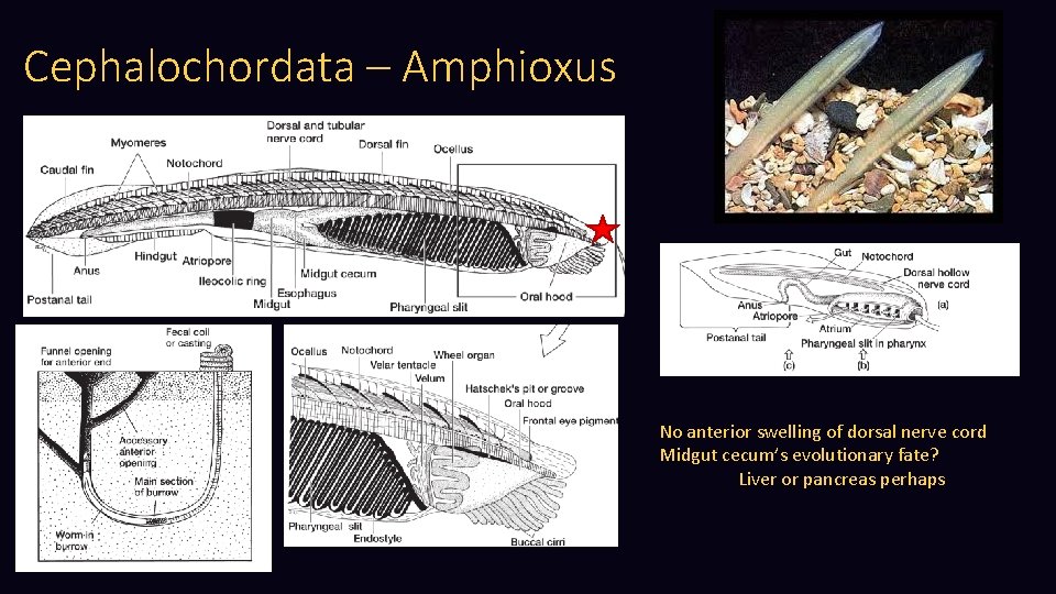 Cephalochordata – Amphioxus No anterior swelling of dorsal nerve cord Midgut cecum’s evolutionary fate?