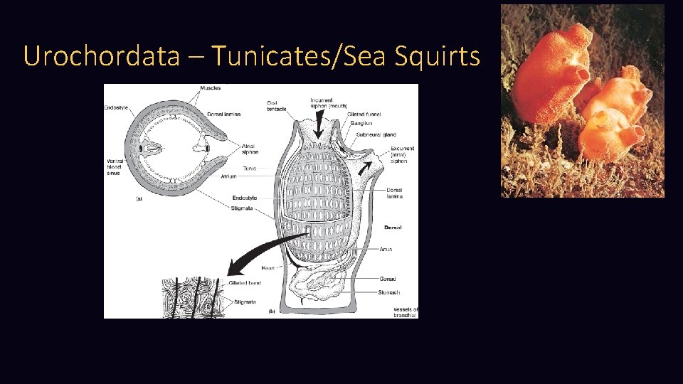 Urochordata – Tunicates/Sea Squirts 