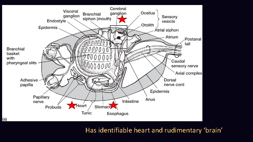 Has identifiable heart and rudimentary ‘brain’ 