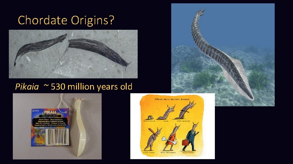 Chordate Origins? Pikaia ~ 530 million years old 