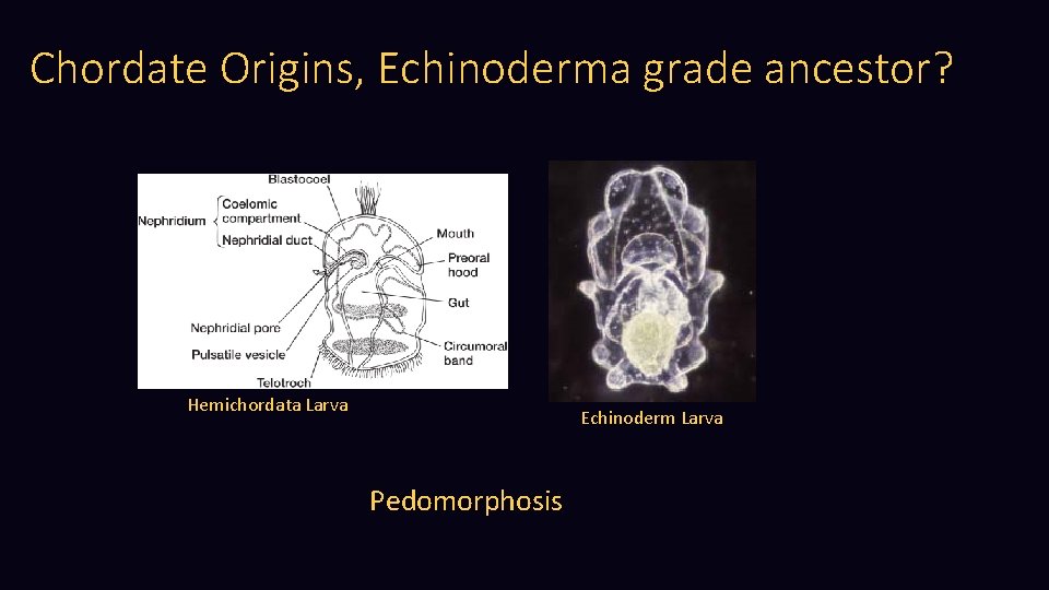 Chordate Origins, Echinoderma grade ancestor? Hemichordata Larva Echinoderm Larva Pedomorphosis 