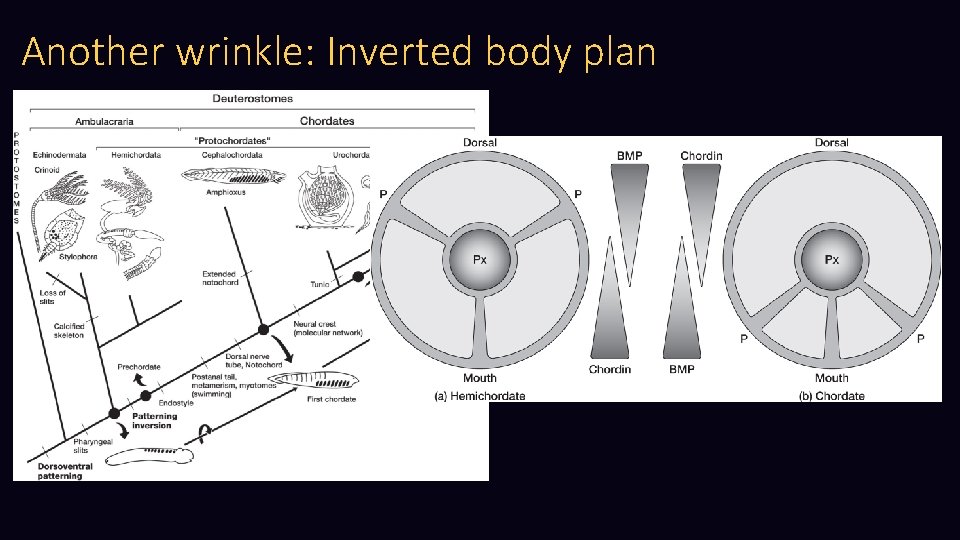 Another wrinkle: Inverted body plan 