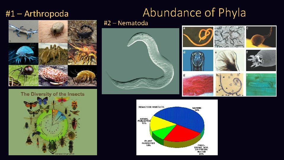 #1 – Arthropoda Abundance of Phyla #2 – Nematoda 