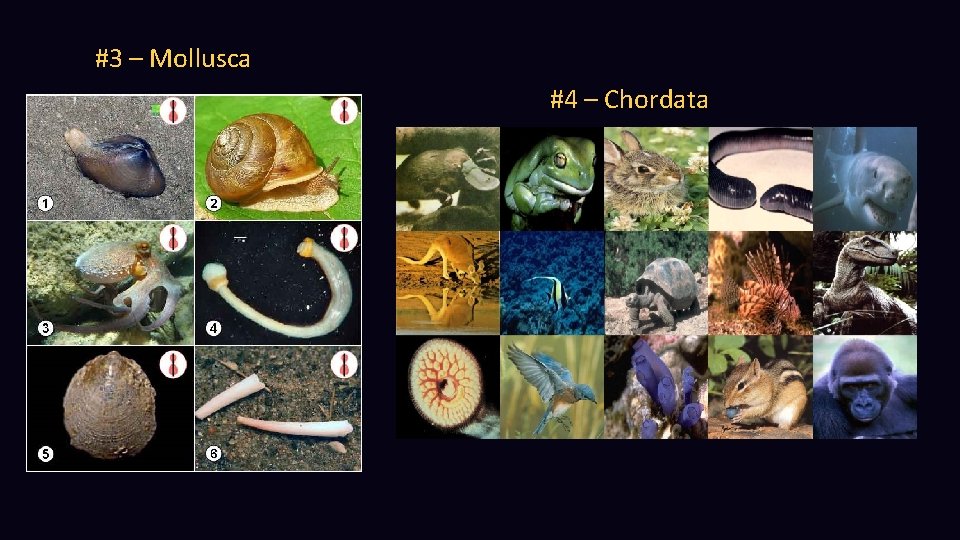 #3 – Mollusca #4 – Chordata 