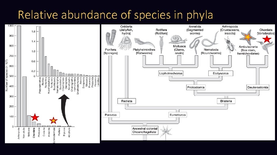 Relative abundance of species in phyla 