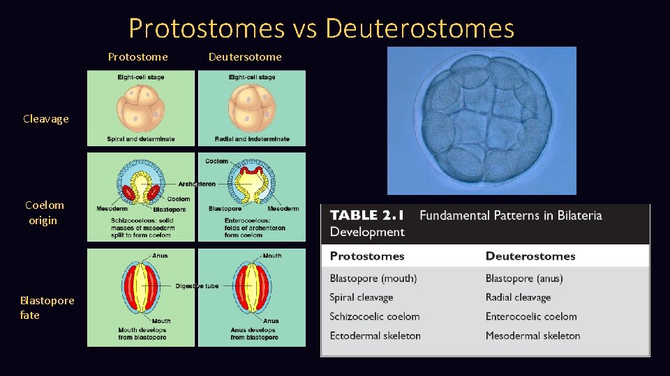 Protostomes vs Deuterostomes Protostome Cleavage Coelom origin Blastopore fate Deutersotome 