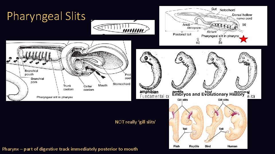 Pharyngeal Slits NOT really ‘gill slits’ Pharynx – part of digestive track immediately posterior