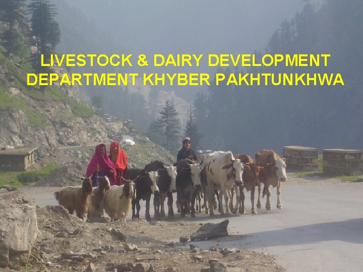 LIVESTOCK & DAIRY DEVELOPMENT DEPARTMENT KHYBER PAKHTUNKHWA 