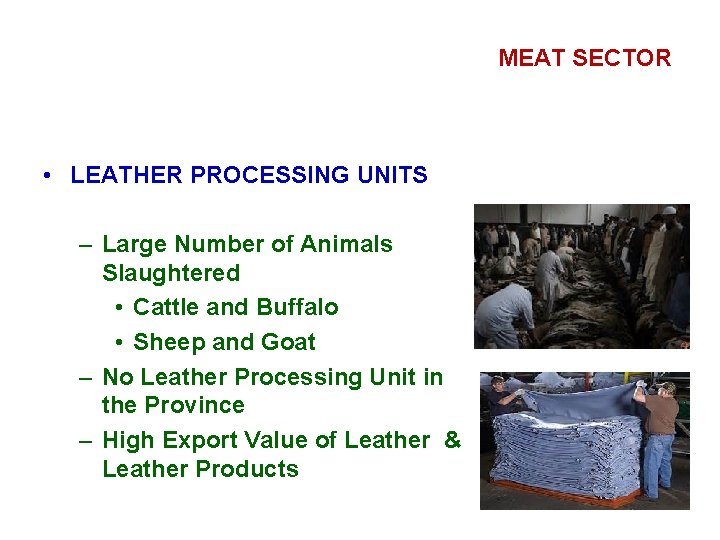 MEAT SECTOR • LEATHER PROCESSING UNITS – Large Number of Animals Slaughtered • Cattle