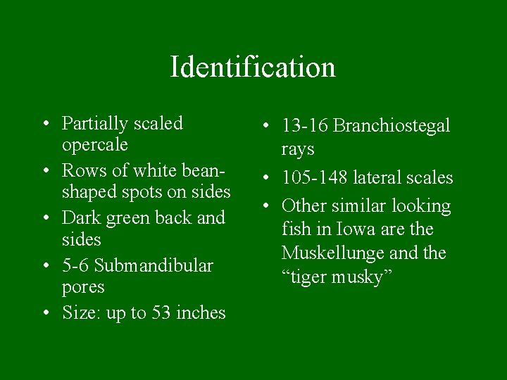 Identification • Partially scaled opercale • Rows of white beanshaped spots on sides •