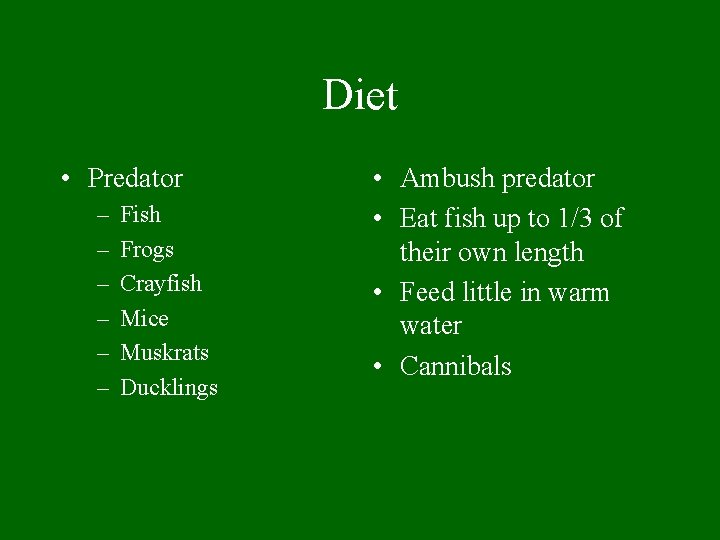 Diet • Predator – – – Fish Frogs Crayfish Mice Muskrats Ducklings • Ambush