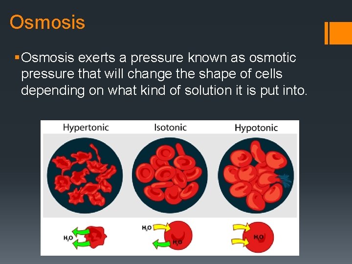 Osmosis § Osmosis exerts a pressure known as osmotic pressure that will change the