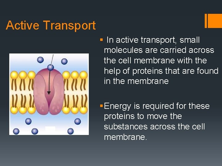 Active Transport § In active transport, small molecules are carried across the cell membrane