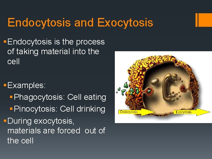 Endocytosis and Exocytosis § Endocytosis is the process of taking material into the cell