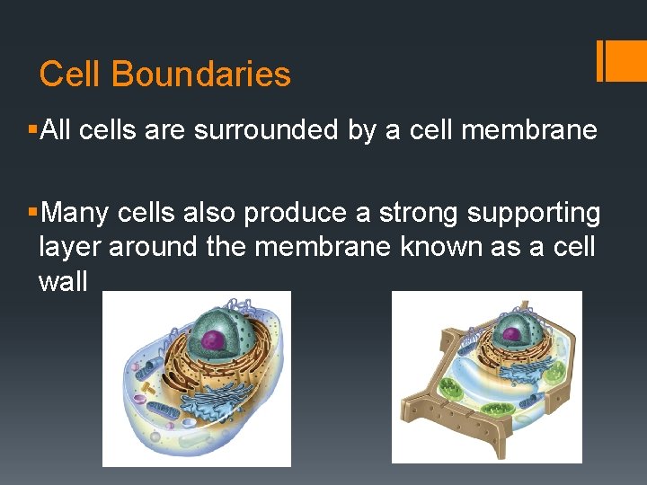 Cell Boundaries §All cells are surrounded by a cell membrane §Many cells also produce