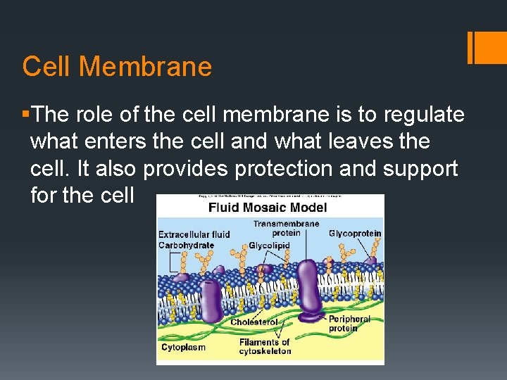 Cell Membrane §The role of the cell membrane is to regulate what enters the