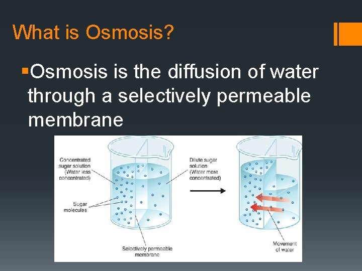 What is Osmosis? §Osmosis is the diffusion of water through a selectively permeable membrane