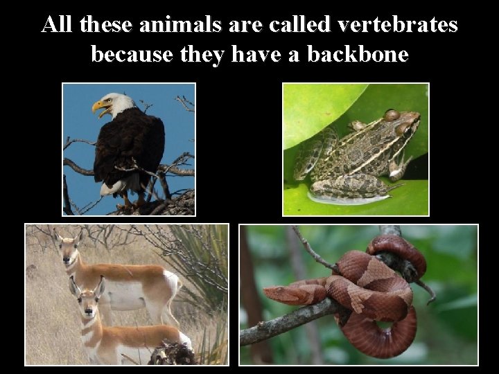 All these animals are called vertebrates because they have a backbone 