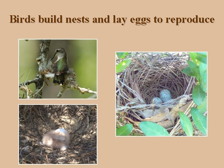 Birds build nests and lay eggs to reproduce 