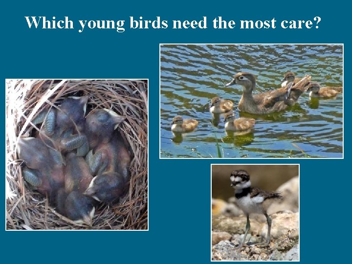 Which young birds need the most care? 