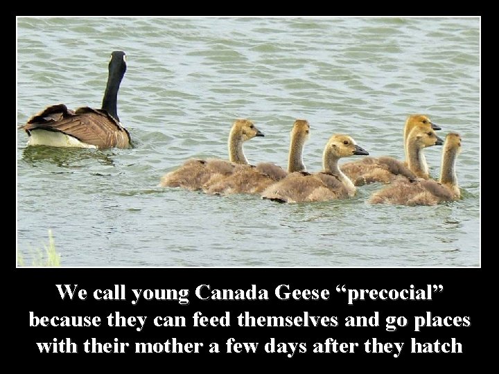 We call young Canada Geese “precocial” because they can feed themselves and go places