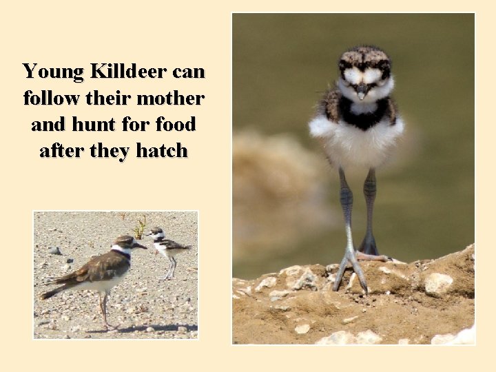 Young Killdeer can follow their mother and hunt for food after they hatch 