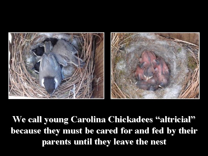 We call young Carolina Chickadees “altricial” because they must be cared for and fed