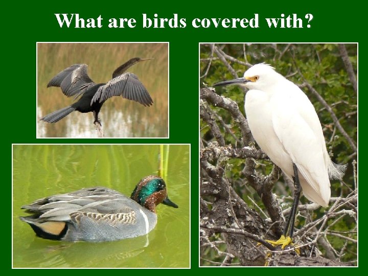 What are birds covered with? 