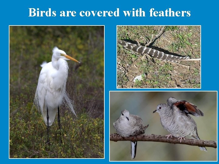 Birds are covered with feathers 