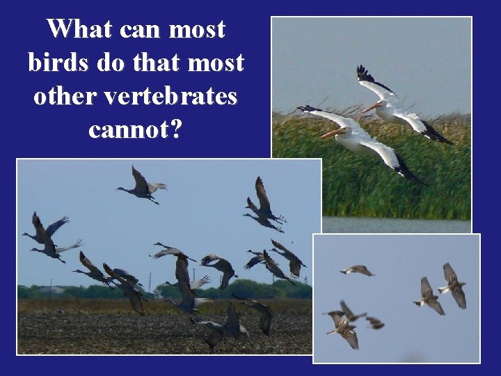 What can most birds do that most other vertebrates cannot? 