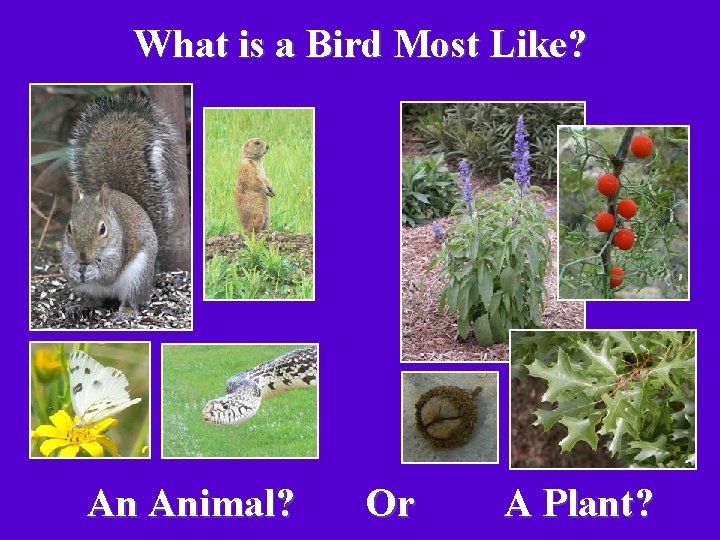 What is a Bird Most Like? An Animal? Or A Plant? 