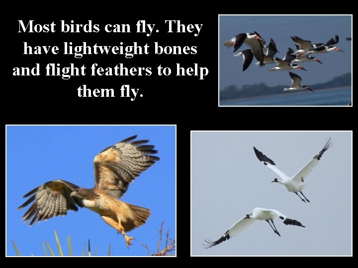 Most birds can fly. They have lightweight bones and flight feathers to help them