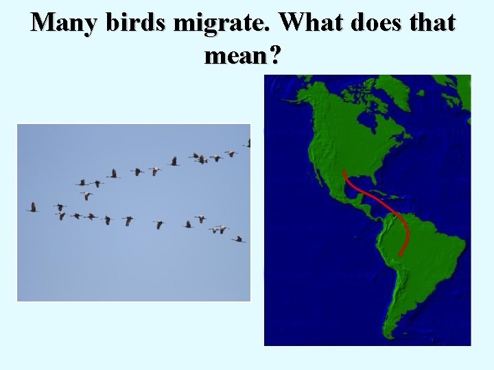 Many birds migrate. What does that mean? 