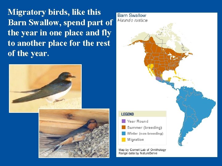 Migratory birds, like this Barn Swallow, spend part of the year in one place
