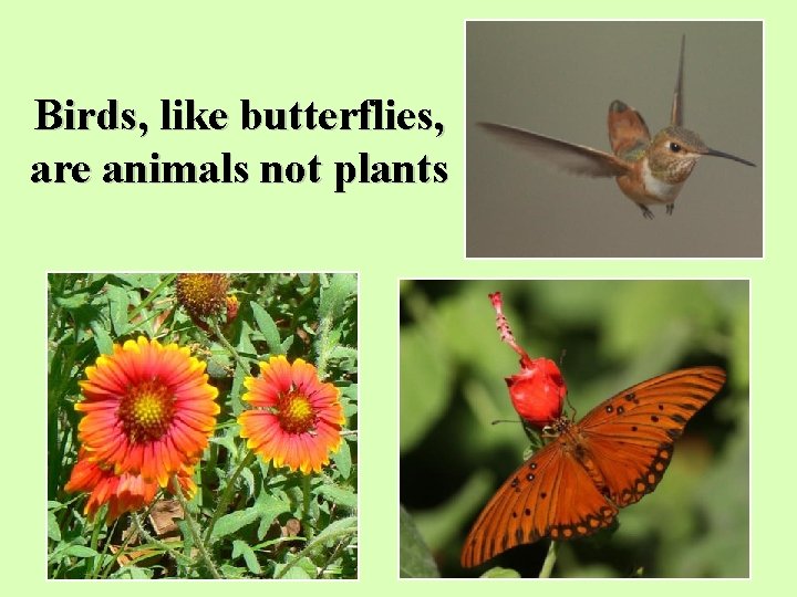 Birds, like butterflies, are animals not plants 