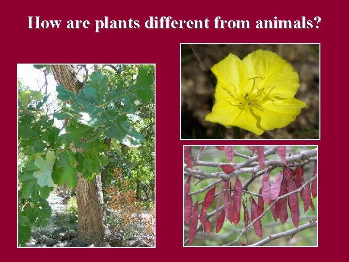 How are plants different from animals? 