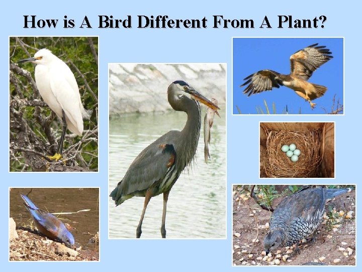 How is A Bird Different From A Plant? 