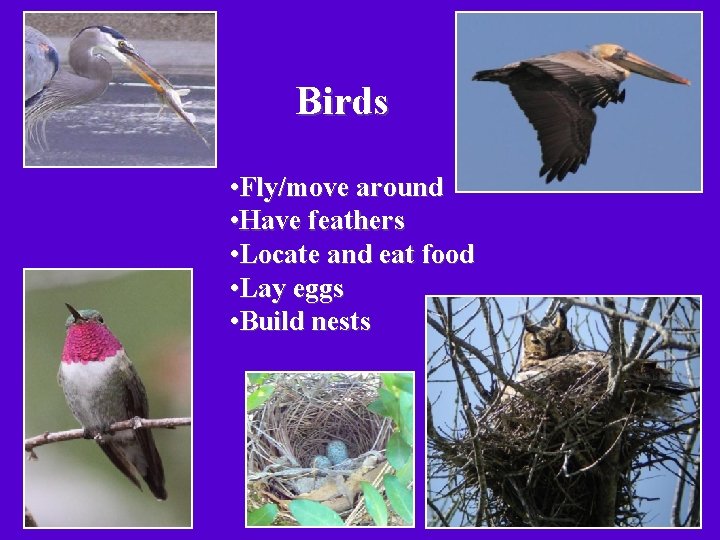 Birds • Fly/move around • Have feathers • Locate and eat food • Lay