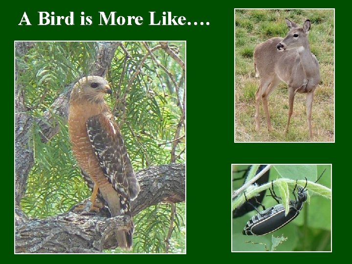 A Bird is More Like…. 