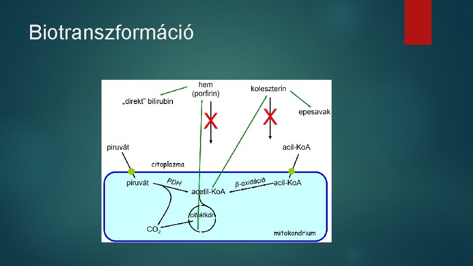 Biotranszformáció 