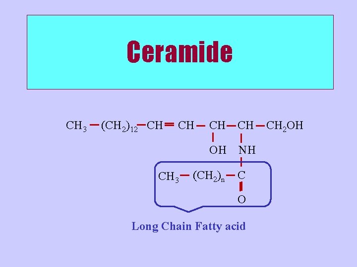 Ceramide CH 3 (CH 2)12 CH CH CH 3 CH CH OH NH (CH