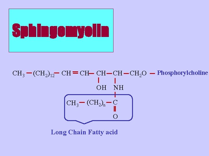 Sphingomyelin CH 3 (CH 2)12 CH CH 3 CH CH CH OH NH (CH